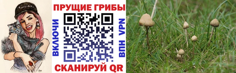 где найти   Липецк  Псилоцибиновые грибы Cubensis 